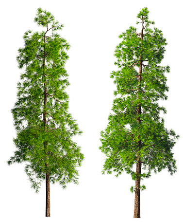 Two evergreen tall coniferous pine trees on a white isolated background on a high resolution. 3D stock illustration.