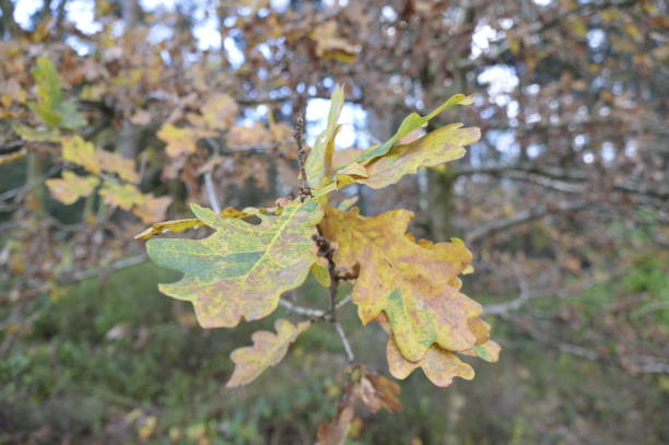 istock Green and brown leaves with the sun shining through in a forest 1248460113