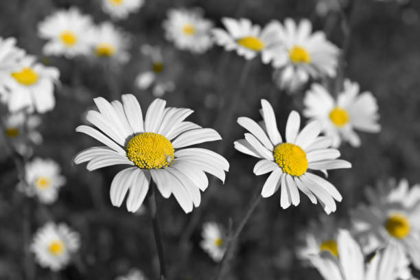 Patch of shasta daisies and a little white spider, in Black and white color pop Yellows pop in this desaturated image of wild shasta daisies. A small white spider lies on the daisy nearest. isolated color photos stock pictures, royalty-free photos & images