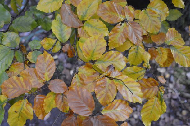 istock Green and brown leaves with the sun shining through 1248461980