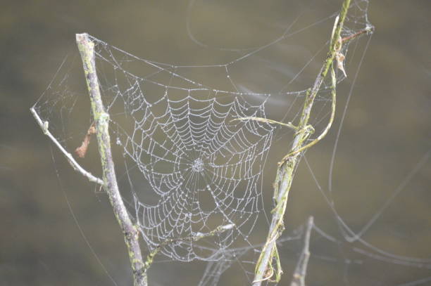 istock A large spiders web with morning dew on a plant next to a river (Ypres), Belgium 1248461993