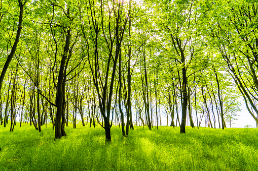 15000 x 10000 pixels. A pine plantation beneath a bright blue sky. This is a multi-frame composite and is suitable for printing extremely large.