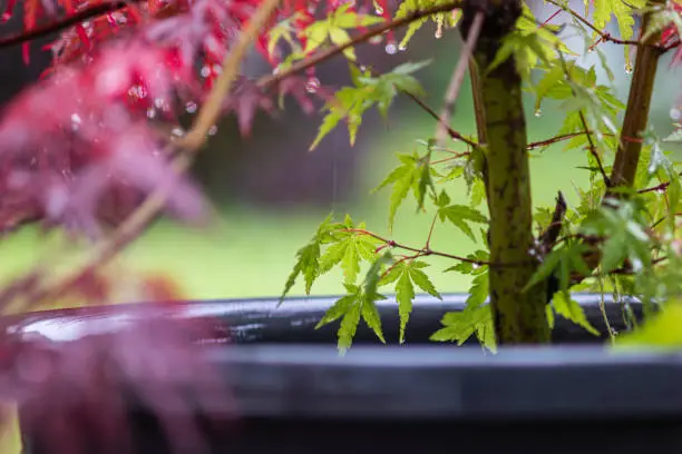 Japanese maple Acer Palmatum potted plant leaves close up detail shot shallow depth of field 2020