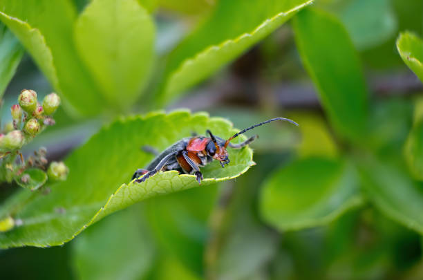 istock Small long-legged garden insect with antennas sitting on a green leaf macro shot shallow depth of field 1248464314