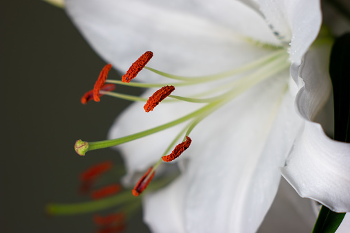 White oriental lily flower Lilium with orange stems macro close up shot 2020