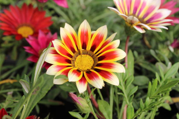 istock GAZANIA - AFRICAN DAISY. Delicate, beauty. 1248470149