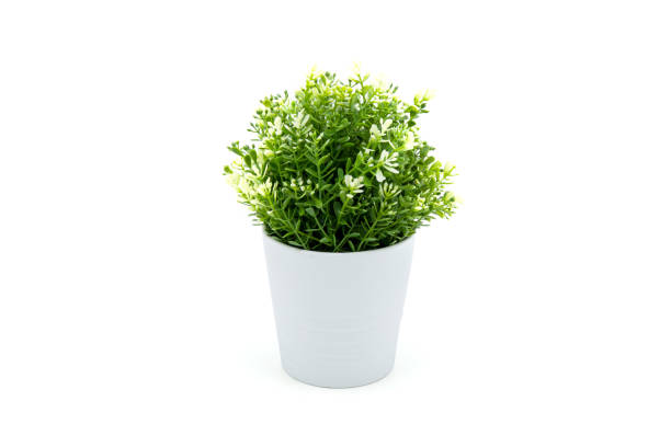 istock Beautiful artificial lush tree in pots ceramic isolated on white background, plastic tree and foliage, leaf fake with imitation for decorate home, closeup object. 1248470181