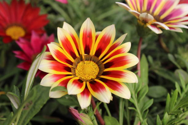 istock GAZANIA - AFRICAN DAISY. Delicate, beauty. 1248470305