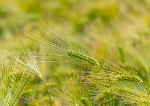 istock Green Ears of Wheat 1248472254