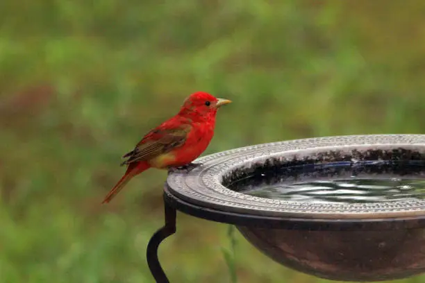A gorgeous red bird, the male Summer Tanager migrates to the U.S. from South America. Photographed in a North Carolina front yard.