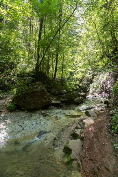 istock Forest and river landscape in Austria. Idyllic small river in the forest 1248474535