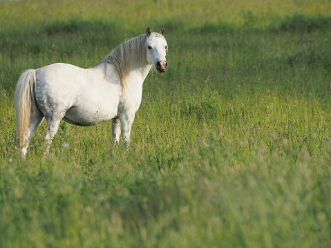 A grey pony stands in long summer grass.