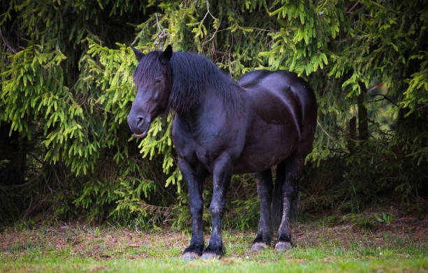 istock Wild horses free in the forest 1248475085