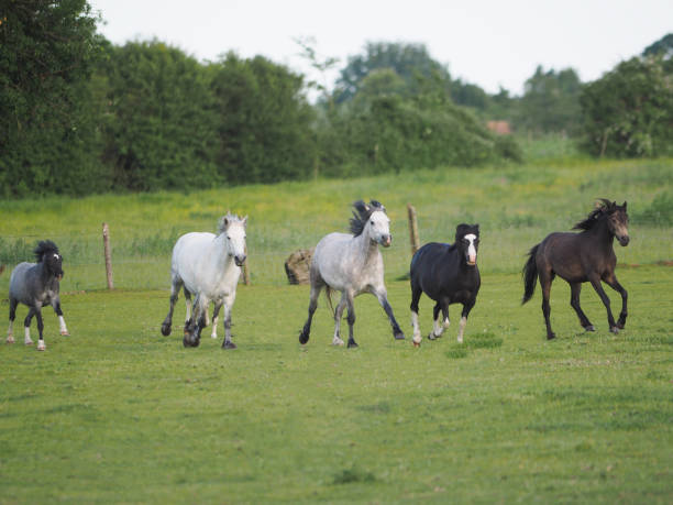 istock Herd of Ponies 1248475102