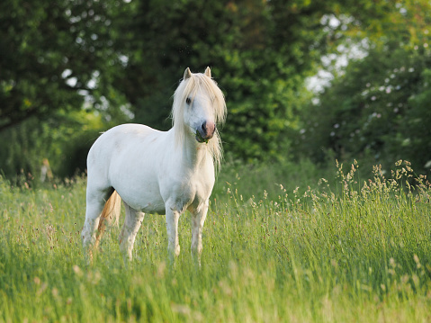 A grey pony stands in long summer grass.