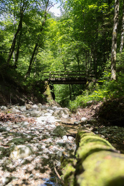 istock Forest and river landscape in Austria. Idyllic small river in the forest 1248477143