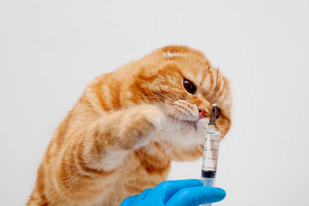 Cat A red cat is given an injection, a Scottish fold-eared cat next to the doctor's hand with an injection, on a white background. The concept of treatment or vaccination of domestic animals photos. scottish fold cat photos stock pictures, royalty-free photos & images