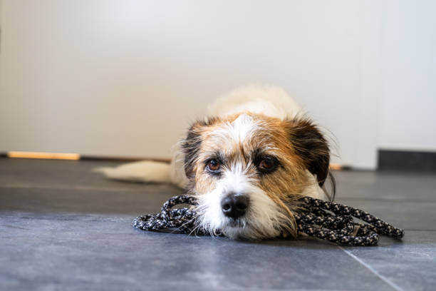 Pet, animal, dog nose, blue, see, tile floor, animal eye, fur