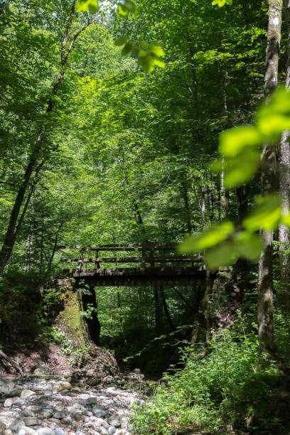 istock Forest and river landscape in Austria. Idyllic small river in the forest 1248482283