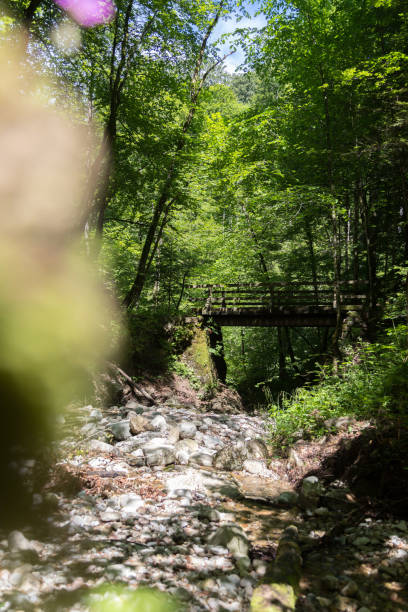 istock Forest and river landscape in Austria. Idyllic small river in the forest 1248482289