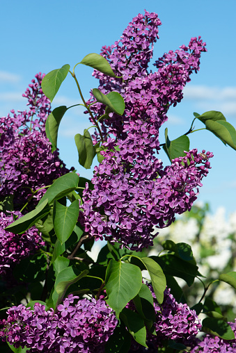 Purple lilac variety “Furst Bulow\