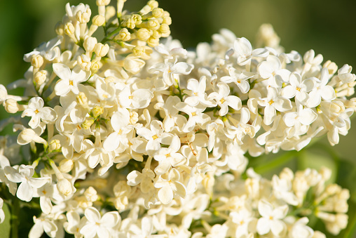 Pale-yellow lilac variety “Primrose\