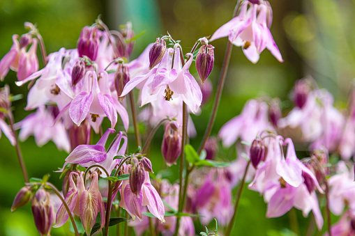 Beautiful garden flower in the summer. Aquilegia blue, pink, purple bud. Is also called an eagle or a catchment. Genus of perennial herbaceous plants of the family Ranunculaceae. Natural background.