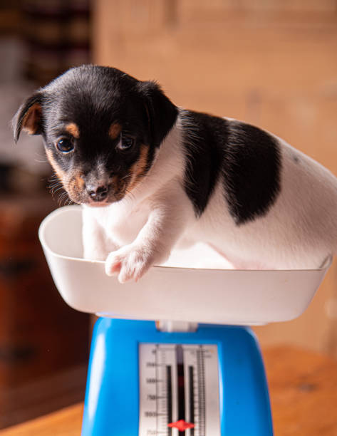 1,400+ Puppy Scale Stock Photos, Pictures & Royalty-Free Images - iStock