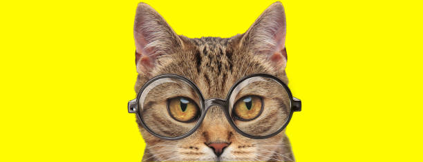 istock adorable cat with big eyes wearing glasses 1248486337