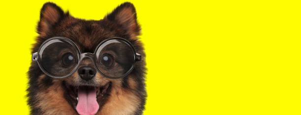 istock happy pomeranian spitz puppy wearing glasses and panting 1248487657