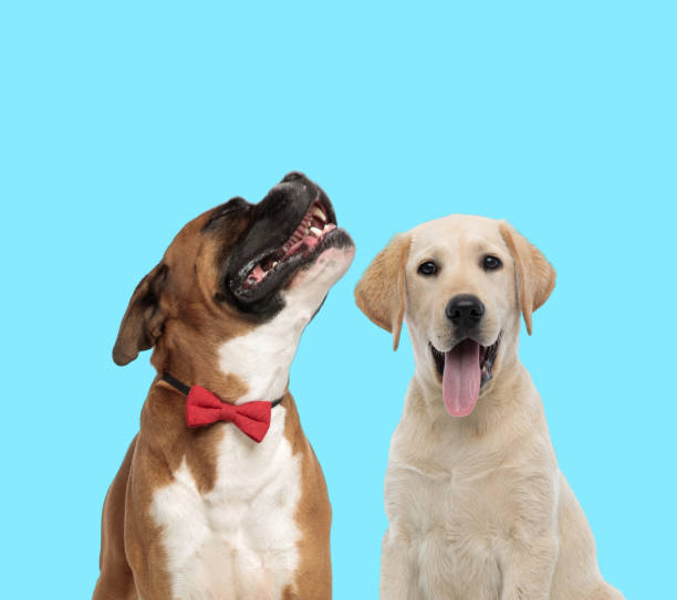 istock Happy Boxer wearing bowtie and playful Labrador Retriever panting 1248487686