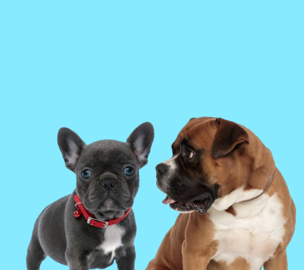 istock French bulldog cub and curious Boxer looking at it 1248487691