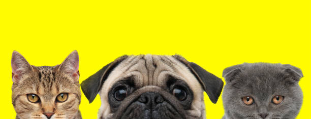 istock 3 animals are standing next to each other 1248487815