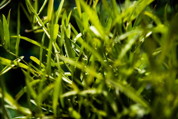Close up Plants green leaf nature background.