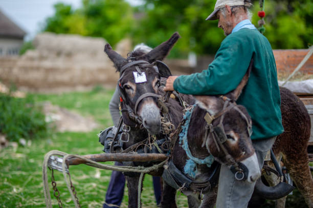 istock Senior farmers with donkeys 1248490977