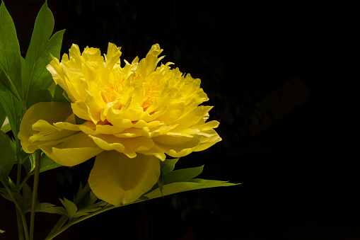 Bright yellow blooming peony flower in sunshine light on dark background with copy space for your text