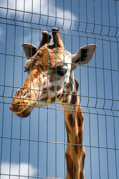 istock giraffe at zoo behind fence, bars. wild animals in captivity. 1248492953