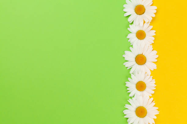 istock Camomile flower greeting card 1248493154