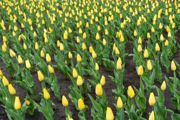istock Buds of bright yellow tulips in April 1248493353