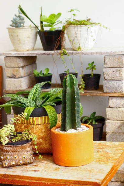 istock Potted star cactus in a balcony. 1248497924
