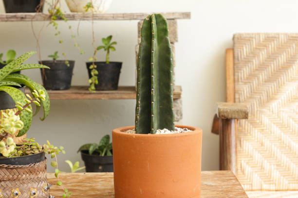 istock Potted star cactus in a balcony. 1248499377