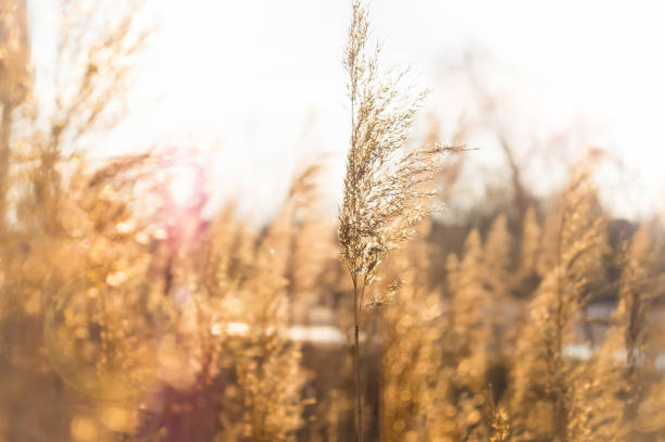 istock Wheat at sunset. Wheat field, photo with blurred background 1248500433