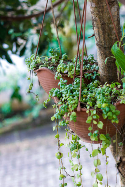 istock Muehlenbeckia complexa, small leafy hanging plant. 1248500463