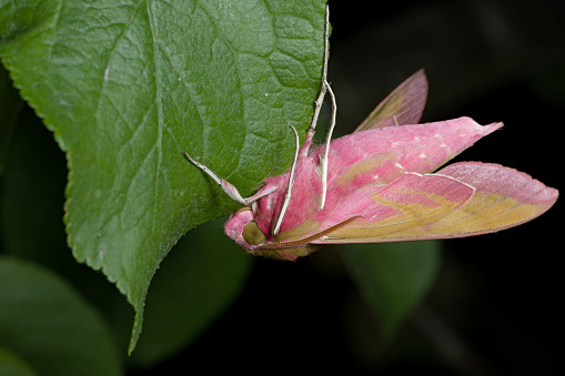 Close up underside shows the furry bright pink body of a small elephant hawk-moth as it hangs from a deep green leaf. Eye and antennae details stand out.