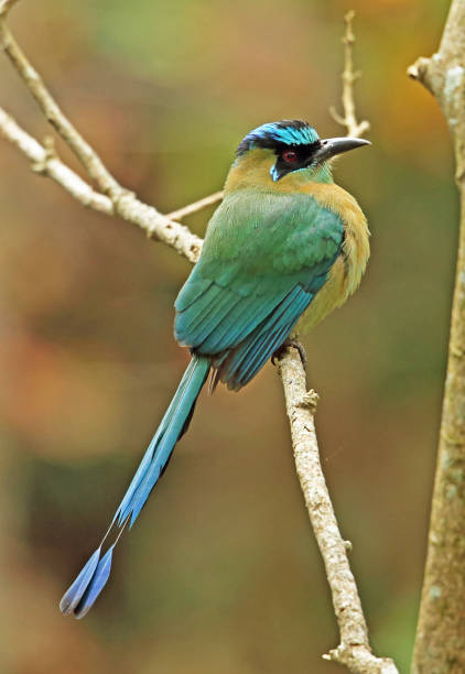istock Blue-diademed Motmot 1248501755