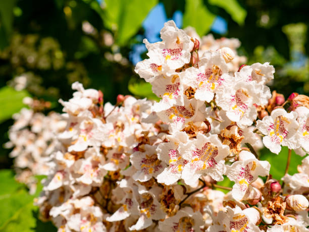 카탈파 나무 카타우바의 보라색과 노란색 반점이 있는 흰 꽃 그룹 - nature spring bouquet panicle 뉴스 사진 이미지