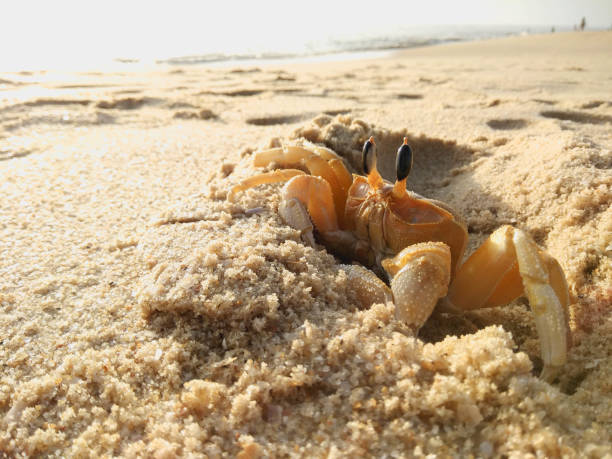 Golden ghost crab on a golden sand beach