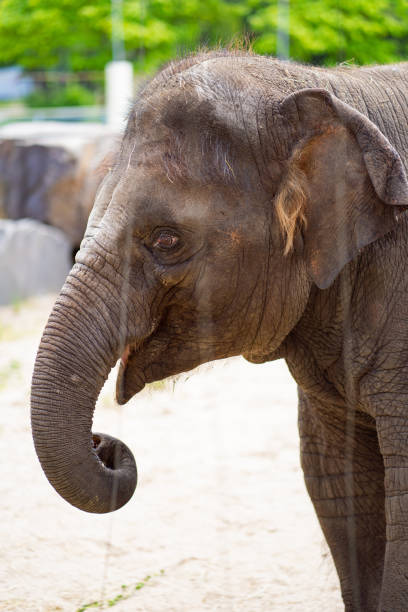 istock baby elephant at the zoo. head close up 1248502076