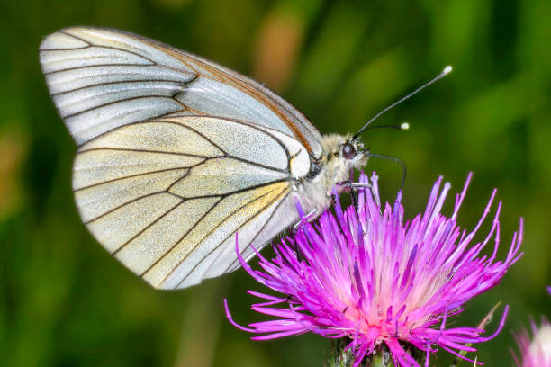 검은 정맥 흰 나비, 아포리아 크라테이지 - black veined white butterfly 뉴스 사진 이미지