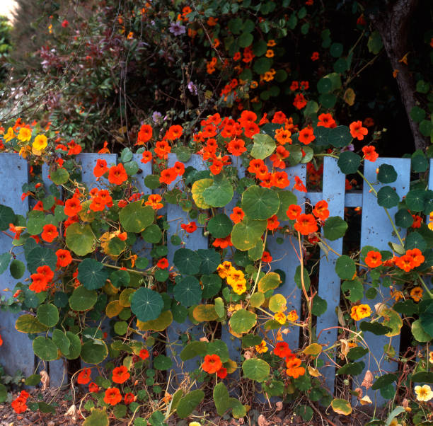 Tall Nasturtium Tall Nasturtium in a garden nasturtium stock pictures, royalty-free photos & images